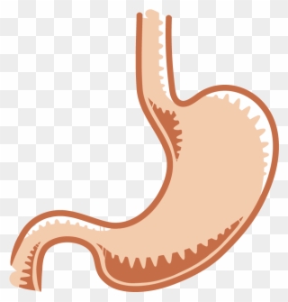 The Gastrointestinal System Salmonella - Real Stomach Drawing Clipart
