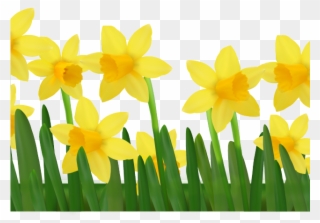Yellow Flower Clipart March Flower - Clip Art Daffodils - Png Download