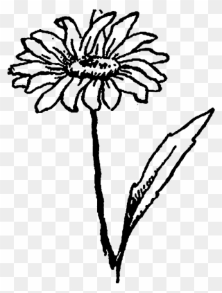 And, The Second Wildflower Image Of A Daisy Flower - Drawing Clipart