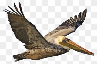 Brown Pelican Clipart - Brown Pelican Clip Art - Png Download