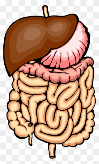 Digestive System Clip Art - Digestion A Chemical Change - Png Download