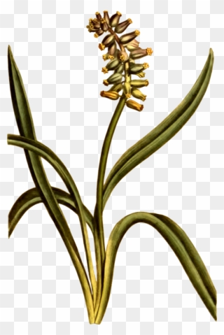 Musk Grape Hyacinth Cut Flowers Plant Stem - Moschus-trauben-hyazinthen-botanische Illustration Clipart