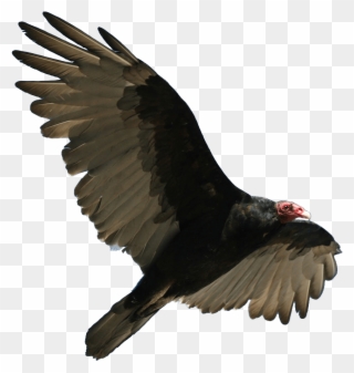 Turkey Vulture In French Clipart