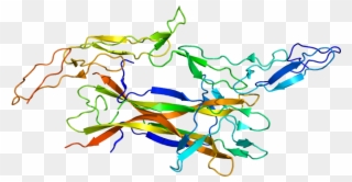 Protein Ngfr Pdb 1sg1 - Nerve Growth Factor Structure Clipart