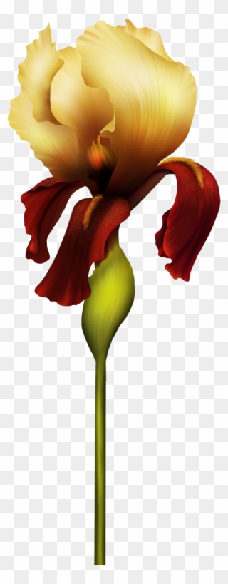 Iris Flower Png - Beautiful Images Of Alphabet Clipart