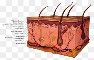 Detailed Skin Layers - Skin Clipart
