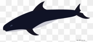 Clipart Shark Bitmap - Killer Whale - Png Download