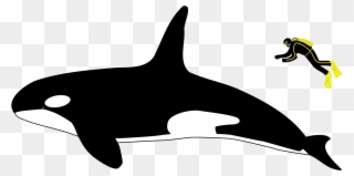 Orca Transparent Svg - Orca Vs Human Size Clipart