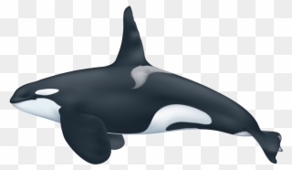 Captive Whales Pygmy Ecotype - Orca Colors Clipart