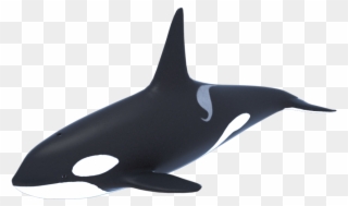 Orca D Model Models World Killerwhaleorcadmodela - Killer Whale 3d Model Free Clipart