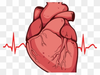 Heart Clipart Clipart Real Heart - Real Heart - Png Download