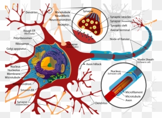 819px Complete Neuron Cell Diagram En Svg - Ultraestructura De Una Neurona Clipart