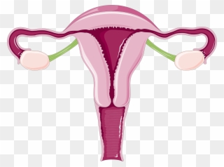 Why Do Women Have Periods Everything You Need To Know - Adolescence And Puberty Clipart