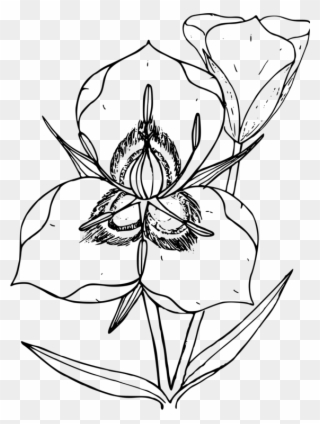 United States Coloring Book State Flower Lily - Utah State Flower Clipart
