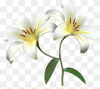 White Lilium Flower Decorative Transparent Image - White Lilies Background Clipart