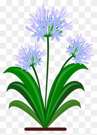 All Photo Png Clipart - Botanical Drawing Pdf Agapanthus Transparent Png