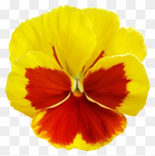 All Photo Png Clipart - Yellow Pansy Flower Png Transparent Png