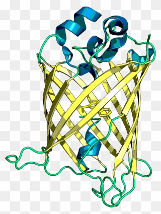 Cyrstal Structure Of The Mvenus Reporter Protein Without - Business Administration Clipart