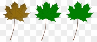 All Photo Png Clipart - Green Maple Leaf Clip Art Transparent Png