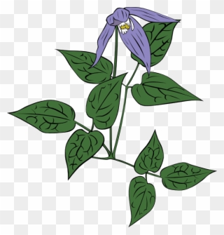 Free Vector Clematis Occidentalis Clip Art - Clematis Garden Clipart Png Transparent Png
