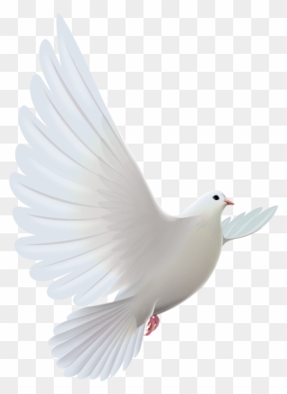 Pigeon Clip Art Images Free - White Dove Bird - Png Download
