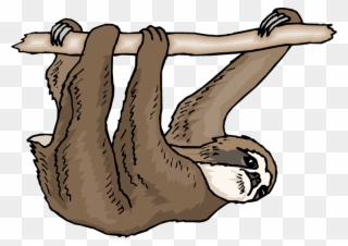 Sloth Clip Art Amp Look At Sloth Clip Art Clip Art - Three Toed Sloth Clipart - Png Download
