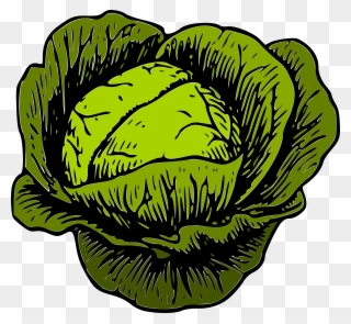 Clipart Cabbage - Png Download
