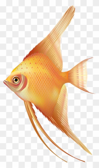 Nice Exotic Fish Png Best Web - Freshwater Fish Png Clipart