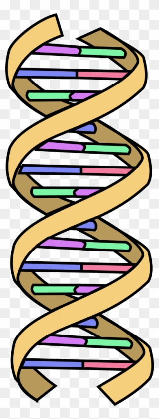 File - Dna Simple - Svg - Simple Dna Clipart