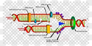 Dna Replication Clipart Dna Replication Biology - Labeled Dna Replication Diagram - Png Download