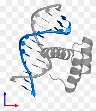 Pdb Entry 4rbo Contains 1 Copy Of 5' D 3' In Assembly - Illustration Clipart