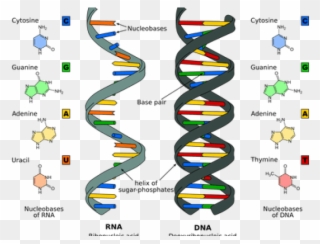 Dna And Rna Differences Clipart