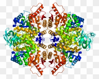 Protein Pklr Pdb 1liu Clipart