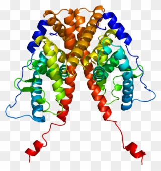 Post-treatment Mutations In Estrogen Receptor Gene - Estrogen Receptor Alpha Structure Clipart