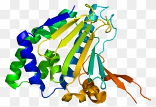 Protein Hsp90b1 Pdb 1qy5 - Hsp90b1 Clipart
