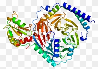 Protein Gngt1 Pdb 1a0r - Gnb4 Clipart