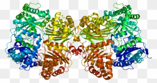 Protein Ide Pdb 2g47 - Ide Enzyme Clipart