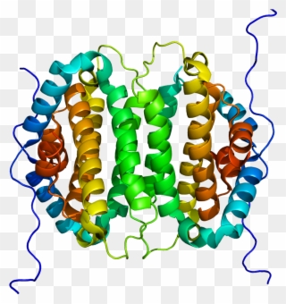 Xtp3-transactivated Gene A Protein Clipart