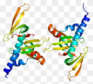 Smn Protein Structure Clipart