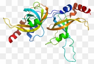 Protein Acd Pdb 2i46 - Acd Clipart