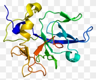 Protein Scye1 Pdb 1e7z - Transfer Rna Clipart