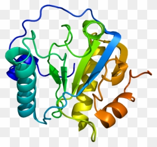 Peptidoglycan Recognition Proteins Clipart