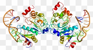 Protein Snrpb2 Pdb 1a9n - Snrpb2 Clipart