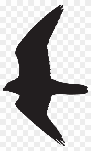 Falcon Silhouette - Peregrine Falcon Flight Silhouette Clipart