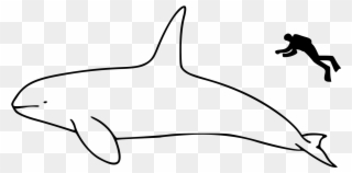 Open - Whale Size Comparison Clipart