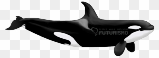 Killer Whale Png Transparent Images - Sexual Dimorphism In Whales Clipart