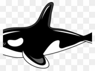 Orca Clipart - Killer Whale Clipart Png Transparent Png