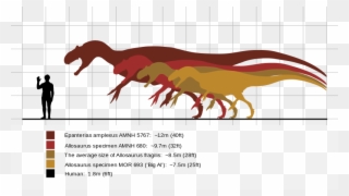 Fossil Clipart Allosaurus - Ark Titanosaur Comparison To Human - Png Download