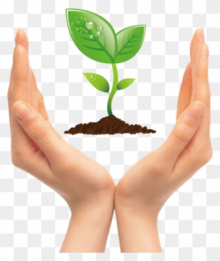 Tree Seedling Clip Art - Vector Environmental - Png Download