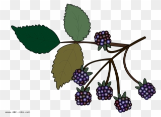Blackberries - Wild Berries Clipart No Background - Png Download